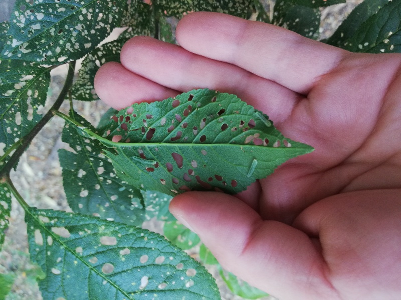 Bruchi versi su Prunus